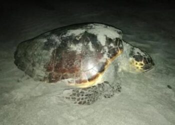 Patara’da caretta carettalar yumurta bırakmaya başladı