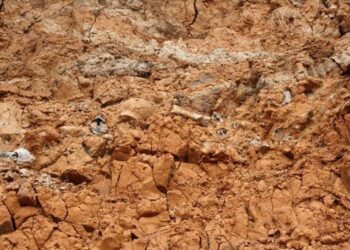 Hamsinin 45 milyon yıllık atası bulundu