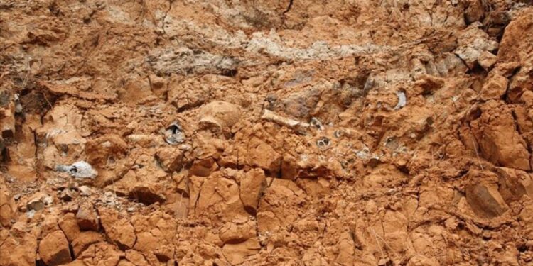 Hamsinin 45 milyon yıllık atası bulundu