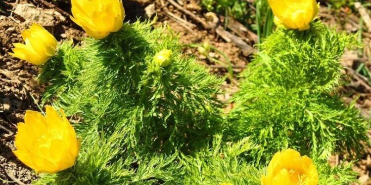 150 yıl sonra yeniden tespit edildi