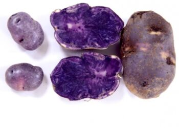 Yerli ve milli patates tohumları laboratuvarda üretiliyor