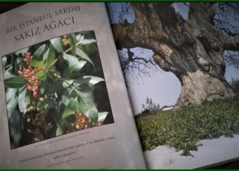 İstanbul’un sessiz tarihçileri!