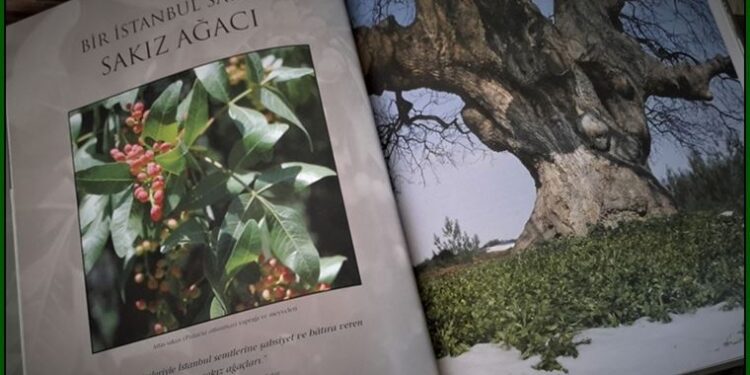 İstanbul’un sessiz tarihçileri!