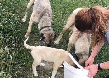 Gelibolu’da kısıtlamada sokak hayvanları unutulmadı