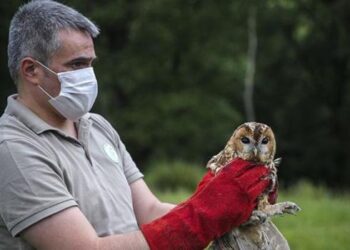 Tedavileri tamamlanan yabani kuşlar doğaya bırakıldı