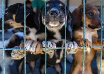 Bayramda hayvanlar unutulmadı