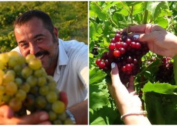 Ata Demirer’in tanıttığı Bozcaada çavuş üzümü tescillendi