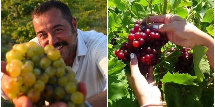Ata Demirer’in tanıttığı Bozcaada çavuş üzümü tescillendi