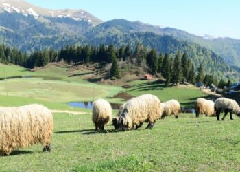 Son 2 yılda 83 bölge kesin korunacak hassas alan ilan edildi