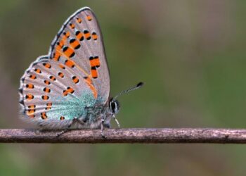188 kelebek türünü 6 yılda fotoğraflayıp kitap haline getirdiler