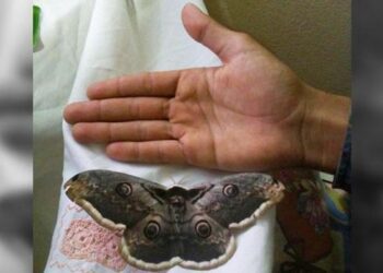 Görenler gözlerine inanamıyor! 16 santimetrelik kelebek!