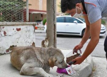 Denizli’de sokak hayvanları için mama ve su bırakıldı