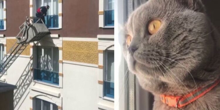 Miyavlayarak kurtardı