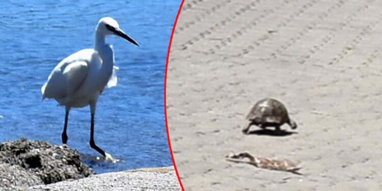 Marmaris plaj ve ana caddesinde şaşırtan görüntü