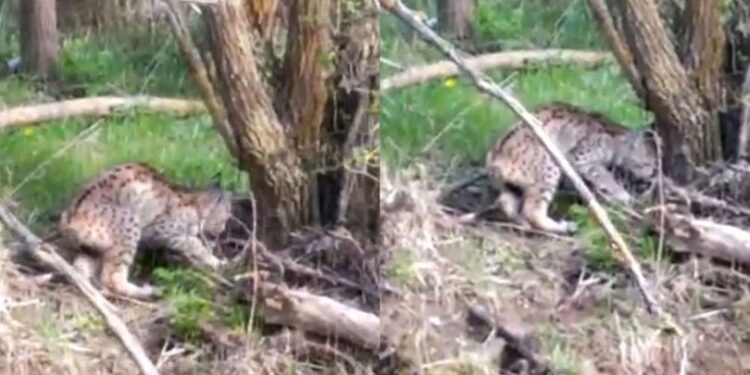 Traktörle gezerken fark etti