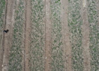 Rekor fidanlarından sevindiren haber!