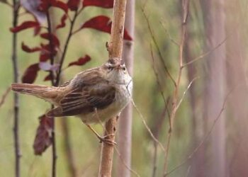 Hersek Lagünü’nde kuş türü sayısı 224’e çıktı