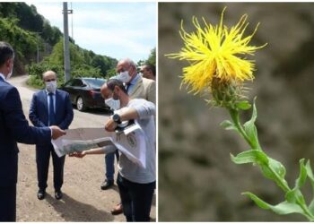 Yol çalışması, endemik ‘peygamber çiçeği’ne göre yapılacak