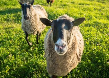 Roma’da çimleri koyunlar ‘biçecek’