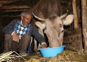 Sarıkızla birlikte artık 5 ineği var