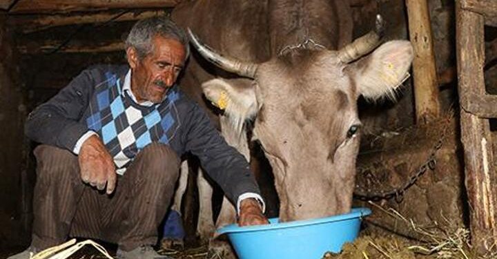 Sarıkızla birlikte artık 5 ineği var