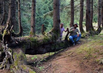 1 gövdede 18 ağaç