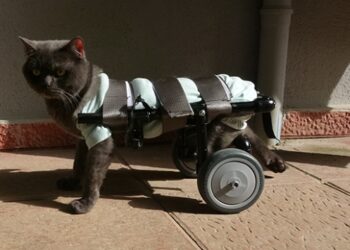 Engelli kedilerin yürüyebilmesi için yürüteçler yapıyor