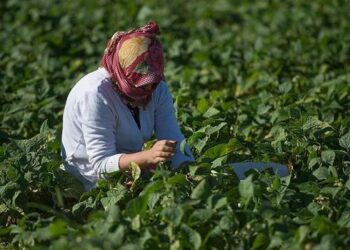 Suya kavuşan Suruç Ovası hem tarıma hem de yöre halkına “hayat” verdi