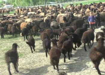 Kuzuların, anneleriyle buluşmasında renkli görüntüler