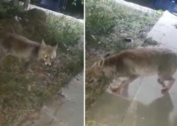 İftar sofrasına gelen tilkiyi beslediler