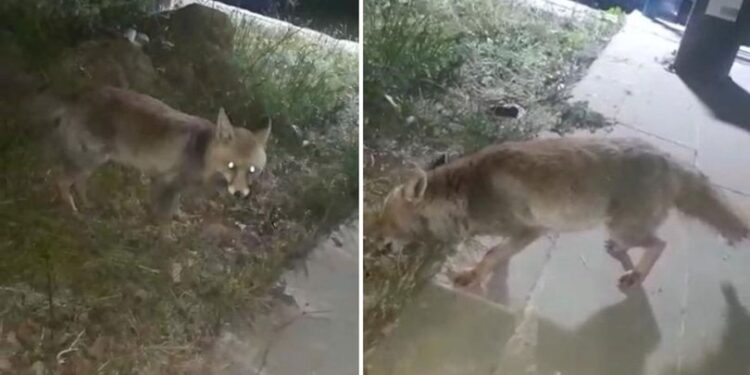 İftar sofrasına gelen tilkiyi beslediler