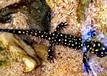 Bingöl’de benekli Anadolu semenderleri görüldü