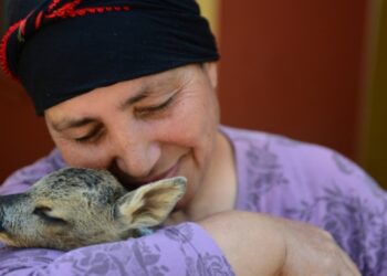 Yavru karacaları şefkatiyle büyütüyor