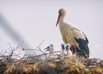 ‘Yaren’ leylek, yavrularıyla fotoğraflandı