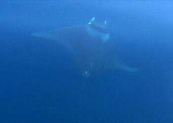 Kılıç balığı avlamak isterken ‘şeytan mantası’nı görütülediler