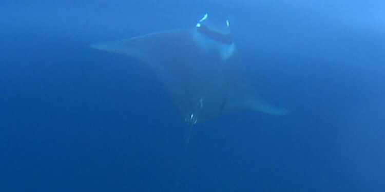 Kılıç balığı avlamak isterken ‘şeytan mantası’nı görütülediler