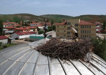 Leylekler 30 yıldır aynı caminin kubbesinde konaklıyor