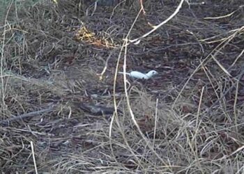 Erzincan’da ‘beyaz gelincik’ görüntülendi