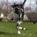 Atlas robot doğada da koşabiliyor