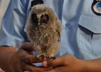 Kulaklı orman baykuşu koruma altına alındı