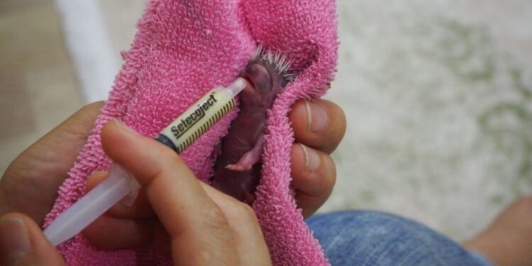 Aydınlı çift, Kirpi Yedi’ye çocukları gibi bakıyor