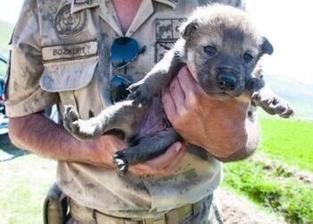 Mehmetçik kurt yavrularını elleriyle besledi!