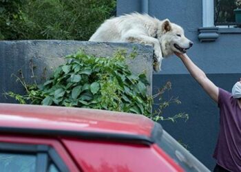 Sosyal medya 10 yıldır sokağı seyreden köpeği konuşuyor