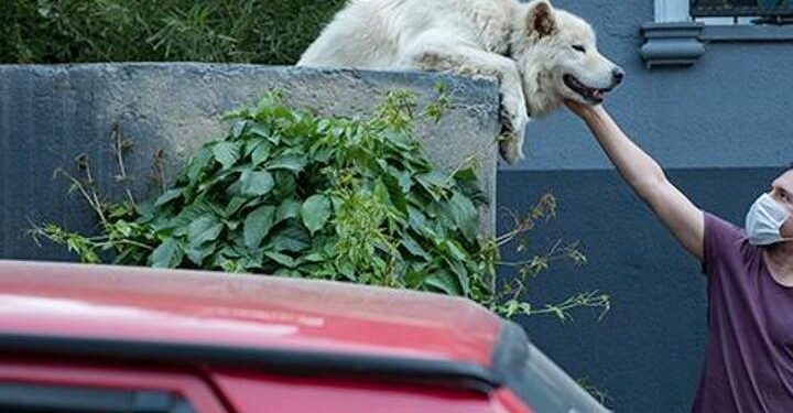 Sosyal medya 10 yıldır sokağı seyreden köpeği konuşuyor