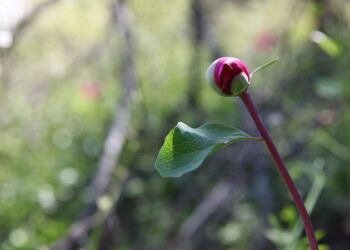 İstanbul’da çok nadir görülüyor; Şile’de kameralara yansıdı