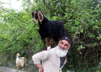 Keçilerini minibüsle gezdirip, omzunda taşıyor