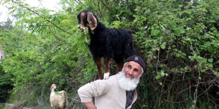 Keçilerini minibüsle gezdirip, omzunda taşıyor