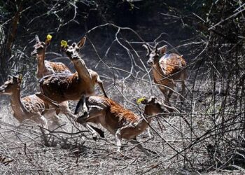 Alageyikler özgürlüğe koştu
