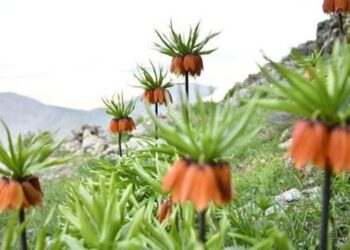 Kahramanmaraş’ta “ağlayan gelin”ler tam bir görsel şölen oluşturuyor