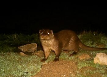 Eskişehir’de su samuru ilk kez görüntülendi